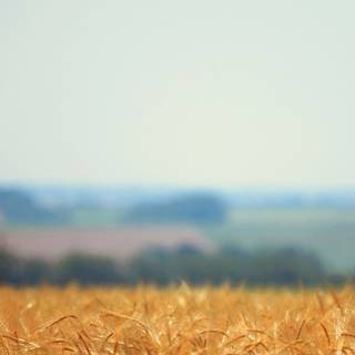 Minimal nature 4k wallpaper