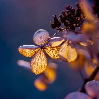 Winter plant wallpaper