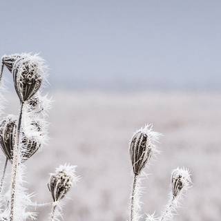 Winter plant wallpaper