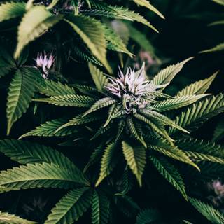 Weed 4k HD wallpaper