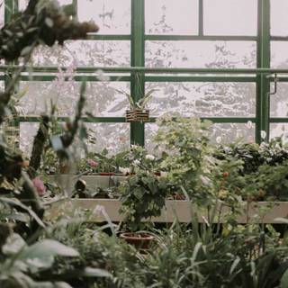 Winter plant wallpaper