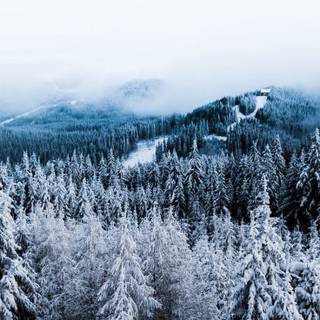 Winter plant wallpaper