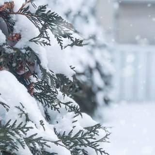 Winter plant wallpaper