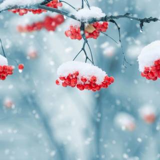 Winter plant wallpaper