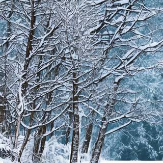 Winter plant wallpaper