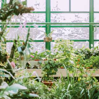 Winter plant wallpaper