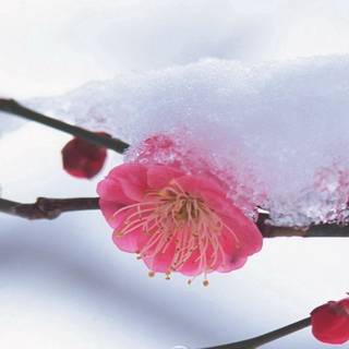 Winter plant wallpaper