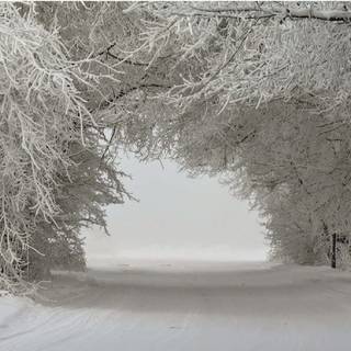 Winter plant wallpaper