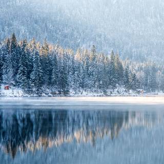 Winter plant wallpaper