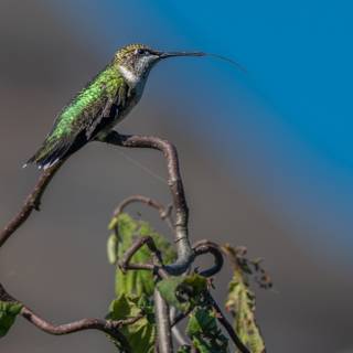 Bee Hummingbird wallpaper