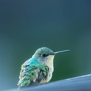 Bee Hummingbird wallpaper