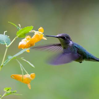 Bee Hummingbird wallpaper