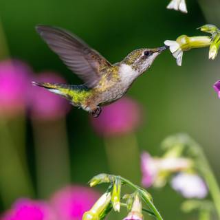 Bee Hummingbird wallpaper