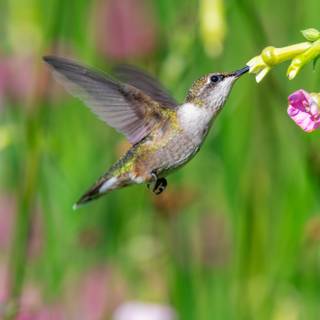Bee Hummingbird wallpaper