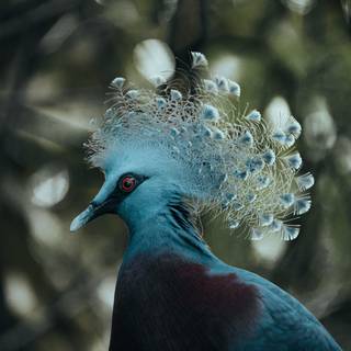 Crowned Pigeon wallpaper