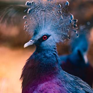 Crowned Pigeon wallpaper