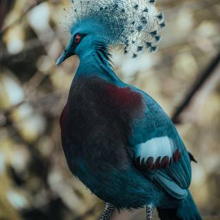 Crowned Pigeon wallpaper