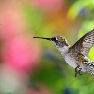 Bee Hummingbird wallpaper