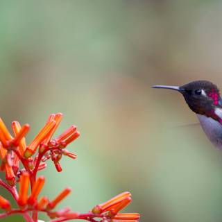 Bee Hummingbird wallpaper
