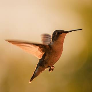 Bee Hummingbird wallpaper