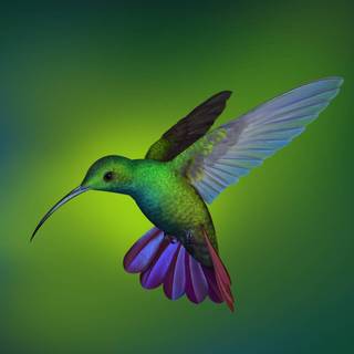 Bee Hummingbird wallpaper