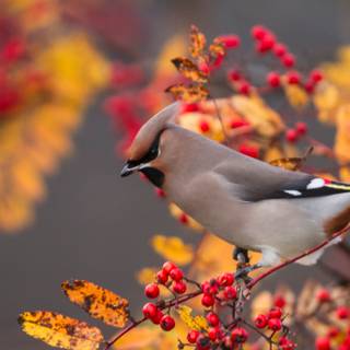 Bohemian Waxwing wallpaper