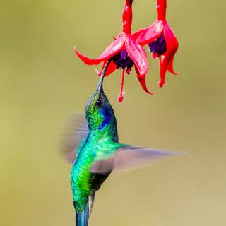 Bee Hummingbird wallpaper