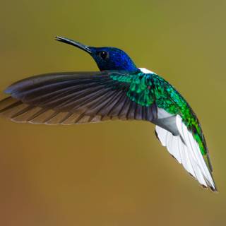 Bee Hummingbird wallpaper