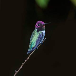 Bee Hummingbird wallpaper