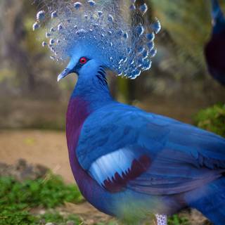 Crowned Pigeon wallpaper