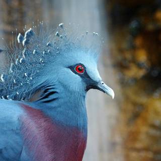 Crowned Pigeon wallpaper