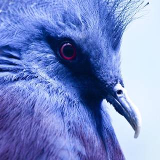 Crowned Pigeon wallpaper
