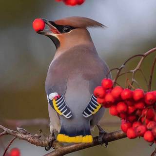 Bohemian Waxwing wallpaper