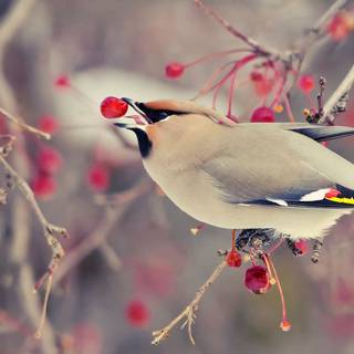 Bohemian Waxwing wallpaper