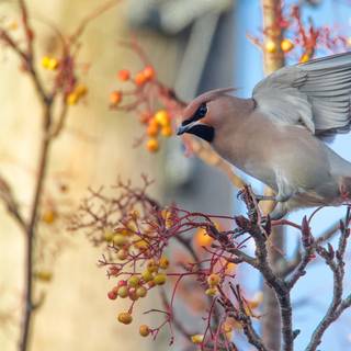 Bohemian Waxwing wallpaper