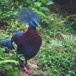 Crowned Pigeon wallpaper