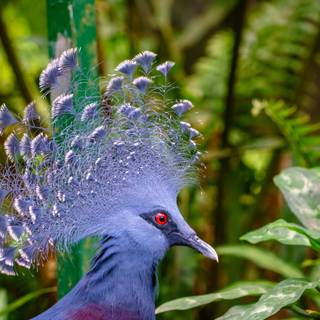 Crowned Pigeon wallpaper