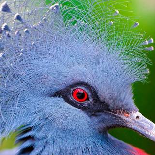 Crowned Pigeon wallpaper