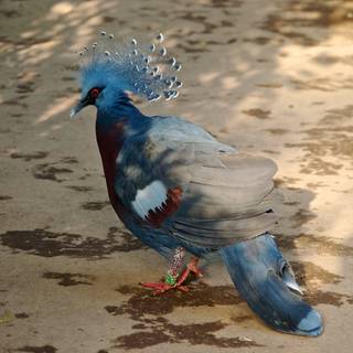 Crowned Pigeon wallpaper