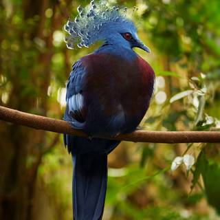 Crowned Pigeon wallpaper