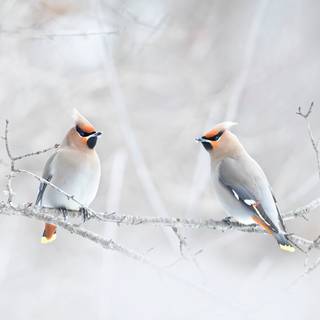 Bohemian Waxwing wallpaper
