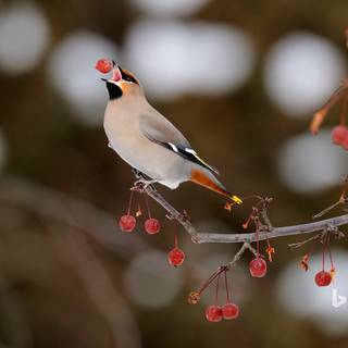Bohemian Waxwing wallpaper