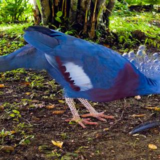 Crowned Pigeon wallpaper