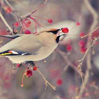Bohemian Waxwing wallpaper