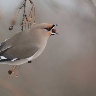 Bohemian Waxwing wallpaper