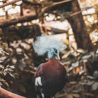 Crowned Pigeon wallpaper