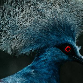 Crowned Pigeon wallpaper