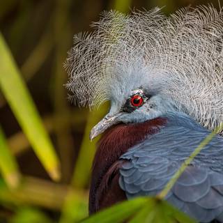 Crowned Pigeon wallpaper