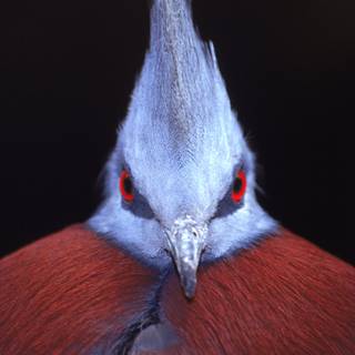 Crowned Pigeon wallpaper