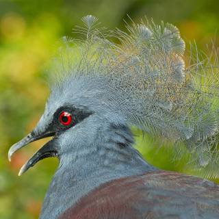 Crowned Pigeon wallpaper